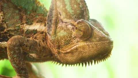 Yemen Chameleon in a Close Up Capture of Its Unique Skin and Eyes Stock Footage 306669375