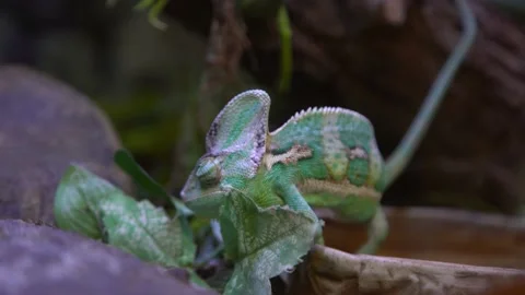 Yemen chameleon eats green leaf Stock Footage 233001244