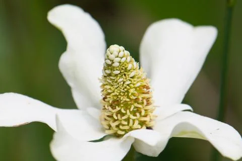 Yerba Mansa Stock Photos