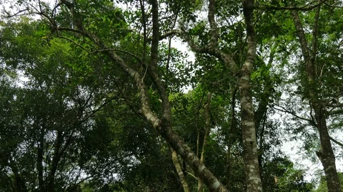 Yerba Mate tree in the Jesuit reduction of our lady of Santa Ana, Argentina. Stock Footage 87723970