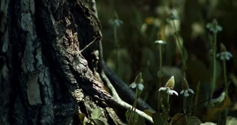 Yerba Mensa and Tree Trunk Stock Footage 292725697