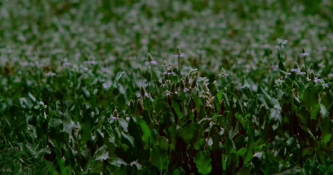 Yerba Mensa in Bosque del Apache Stock Footage 292725870