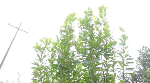 Yerba plant Vídeo Stock 24753342