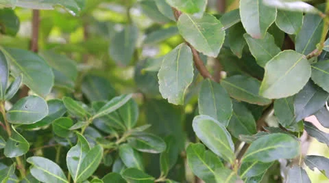 Yerba plant Vídeo Stock 24753343