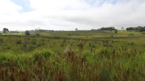 Yerba plant Vídeo Stock 24753345