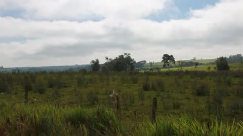 Yerba plant Vídeo Stock 24753364