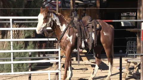 Yes Horse 1 Stock Footage 94396532