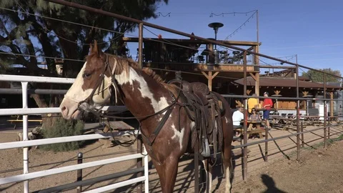 Yes Horse 2 Stock Footage 94396554