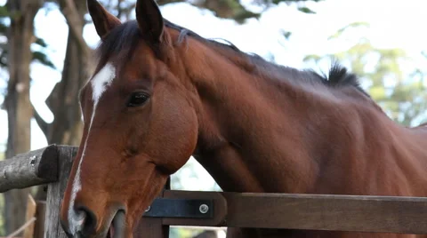 Yes Optimistic Horse Stock Footage 40712321
