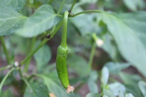 Yesil Pepper, Sprigs of, Stock Photos