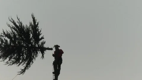 Yet another beautiful tree being felled, village Otterbach, rural Germany Stock Footage 124275255