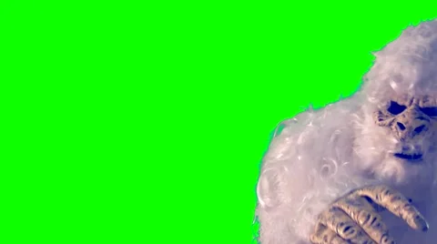 Yeti Close Up - Green Screen - 60fps 動画素材 40977841