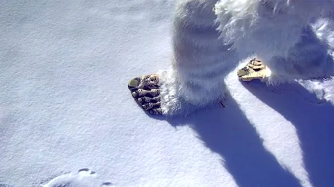 Yeti Footprints in Snow Stock Footage