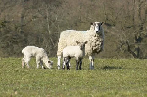 Yew and Lambs Stock Photos