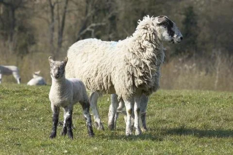 Yew and Lambs Stock Photos