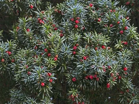Yew Berries Stock Photos