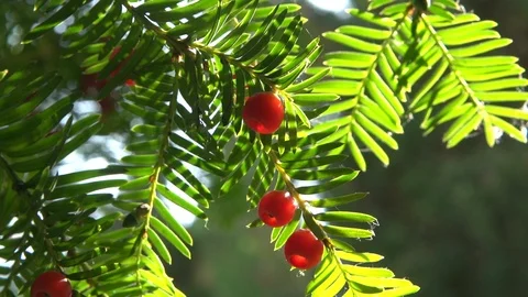 Yew berries in the sun Vídeo Stock 99683865