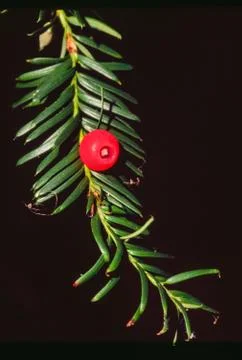 Yew Berry Stock Photos