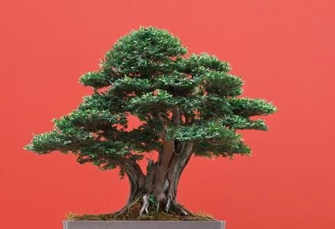 Yew bonsai Stock Photos
