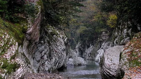 Yew boxwood grove, gorge of devil gate, in the city of Sochi, subtropics. Video stock 207524454