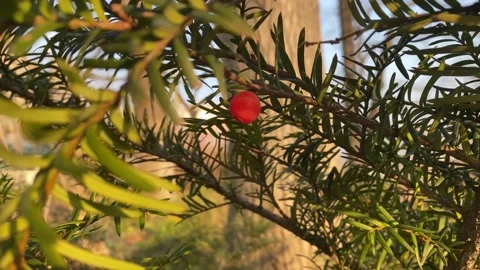 Yew branches in the sunlight Vídeo Stock 166377241