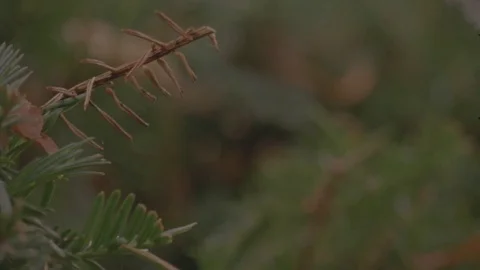 Yew Bush Stock Footage 71281866