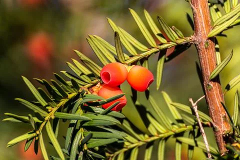 Yew macro close up shot Stock Photos