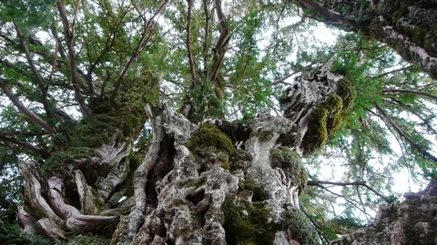 Yew millenary, the oldest tree in the province of jaen Stock Footage 72931981