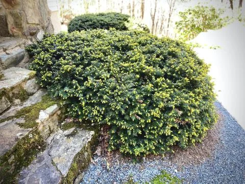 Yew shrub  Stock-Fotos