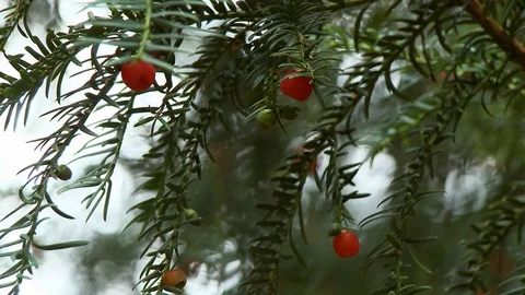 Yew Tree With Arils On Branches Stock Footage 115821954