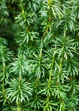 Yew tree background Stock Photos