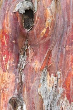 Yew tree bark background Stock Photos