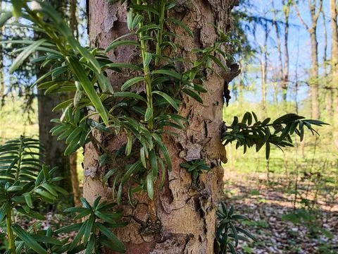  Yew tree bark texture features green needle foliage growing on a rough t.. Stock Photos