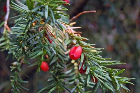 Yew tree berries Stock Photos