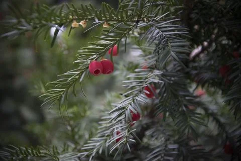 Yew Tree Branch Stock Photos