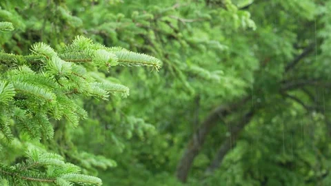 A Yew Tree branches in the Rain Stock Footage 260367301