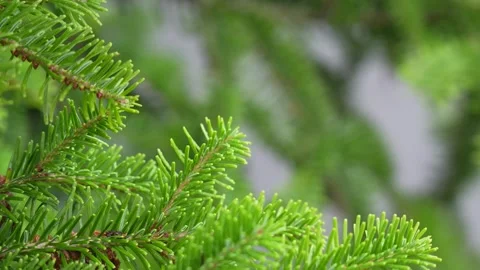 A Yew tree branches swaying in the wind Stock Footage 260366736