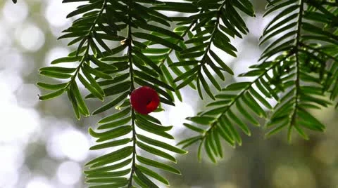 Yew Tree leaves and red berry Stock Footage 12555848