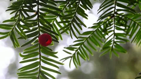 Yew Tree leaves and red berry Video stock 12556027
