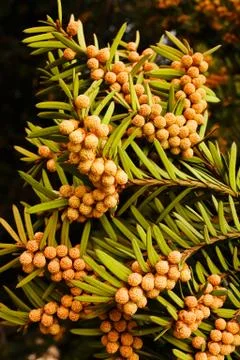 Yew tree Stock Photos