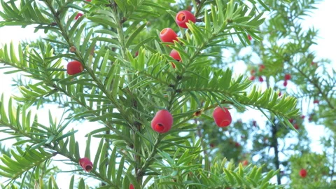 Yew tree with red berries Stock Footage 317575429