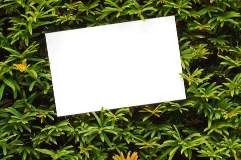 Yew tree topiary border Stock Photos