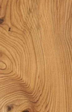 Yew Wood tree pattern samples natural rural timber Stock Photos