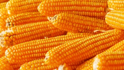 Yield of corn Stock Footage 93884812