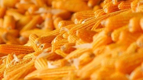 Yield of corn Stock Footage 93884840