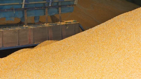 Yield of corn Stock Footage 93884893