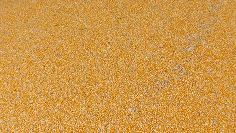 Yield of corn Stock Footage 93884942