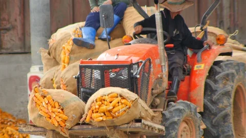 Yield of corn Stock-Footage 93885042