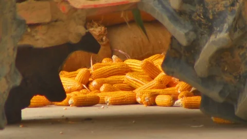 Yield of corn Stock Footage 93885079