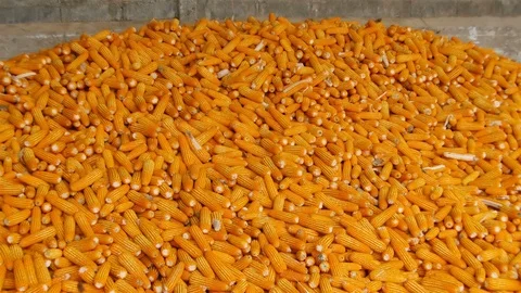 Yield of corn Stock Footage 93885111